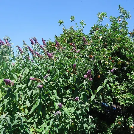 Guest house Wilhelmshof 4*